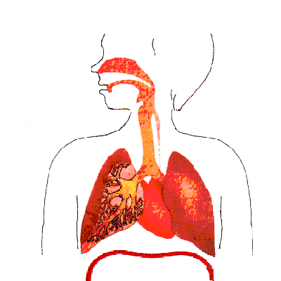 La respiration et le bien etre au naturel en toute douceur