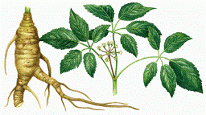 PANAX GINSENG: Secret d’une plante pour lutter contre la fatigue et le stress