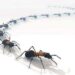 Remèdes écologiques pour se débarrasser des fourmis